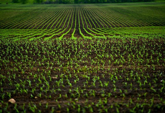 Why Should You Invest in Agronomy Services