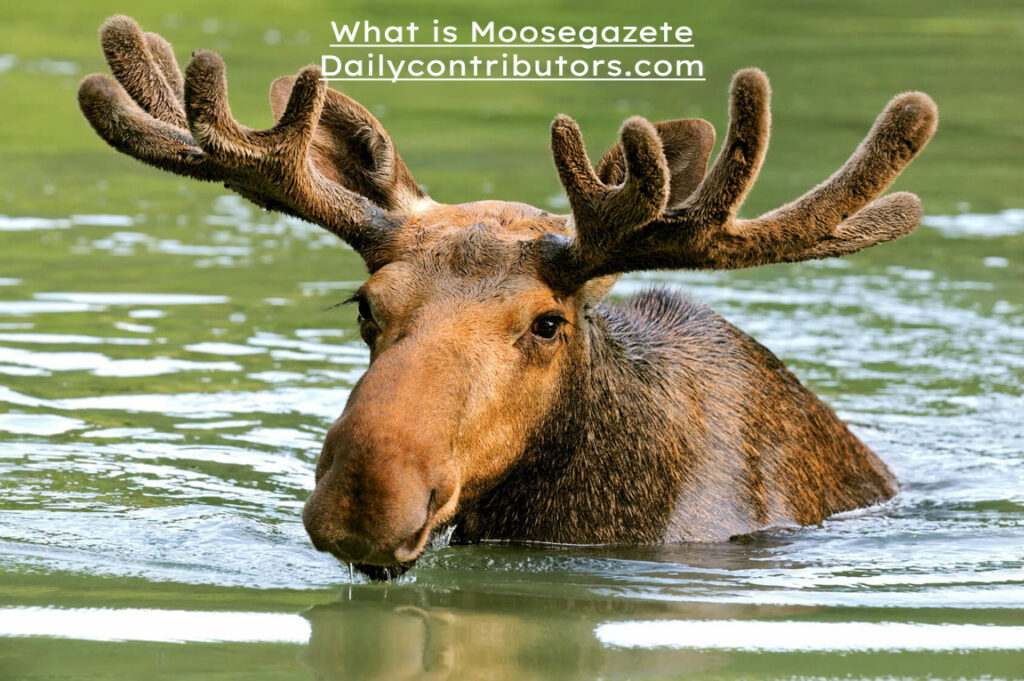 what is moosegazete