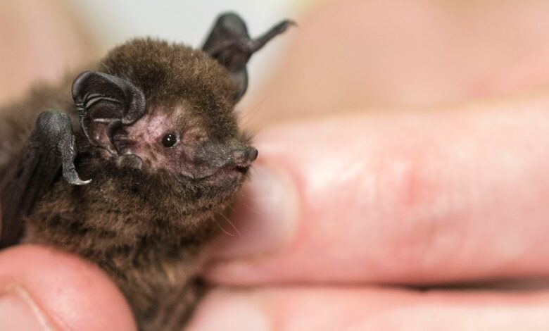 new zealand long tailed bat